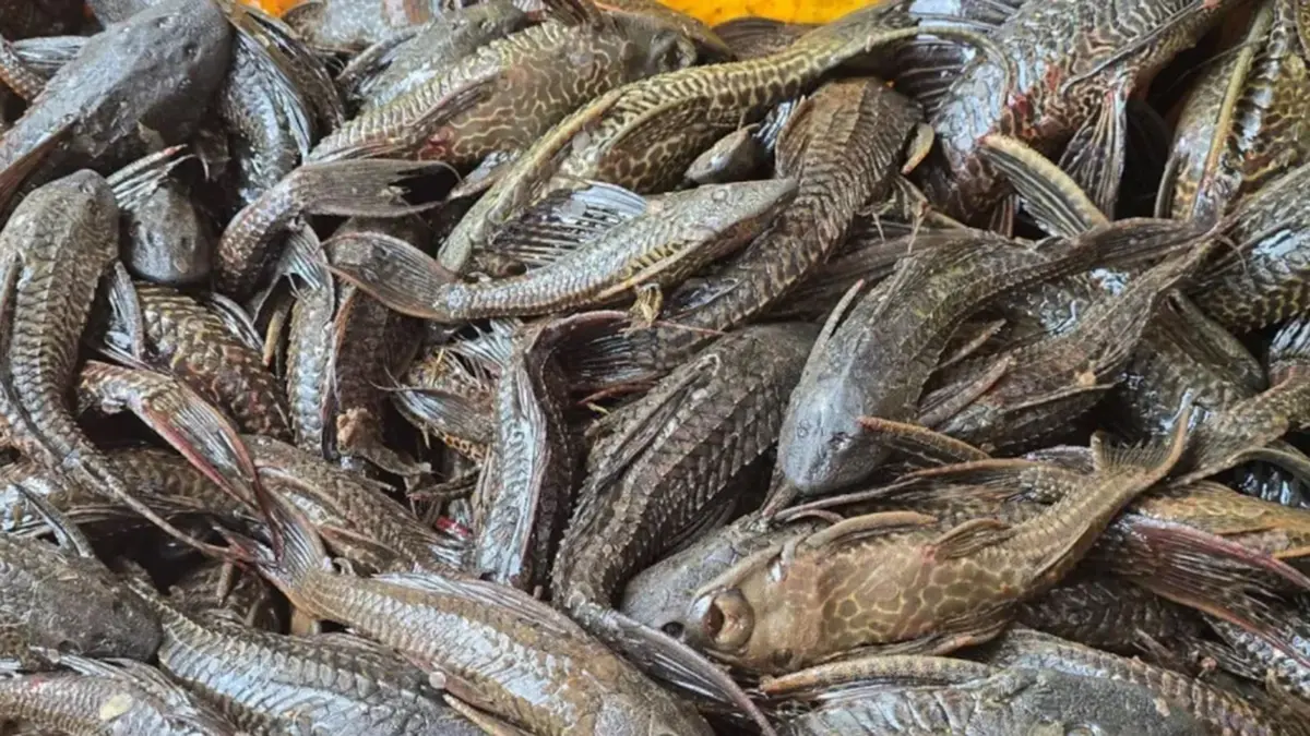 Invasive Suckermouth Catfish Removed from Ujani Reservoir