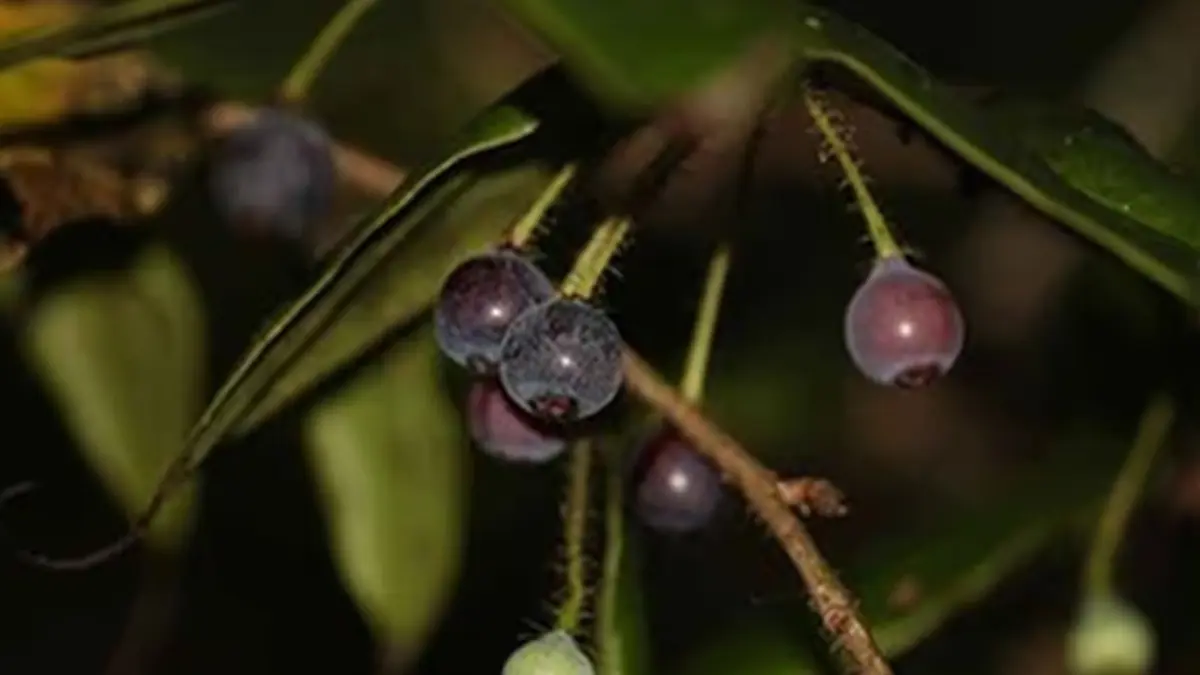 Rediscovery of Vaccinium piliferum – A Wild Blueberry Relative