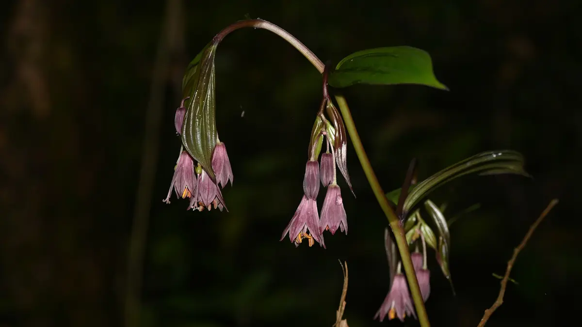 Disporum yobinorum: A New Eastern Himalayan Plant