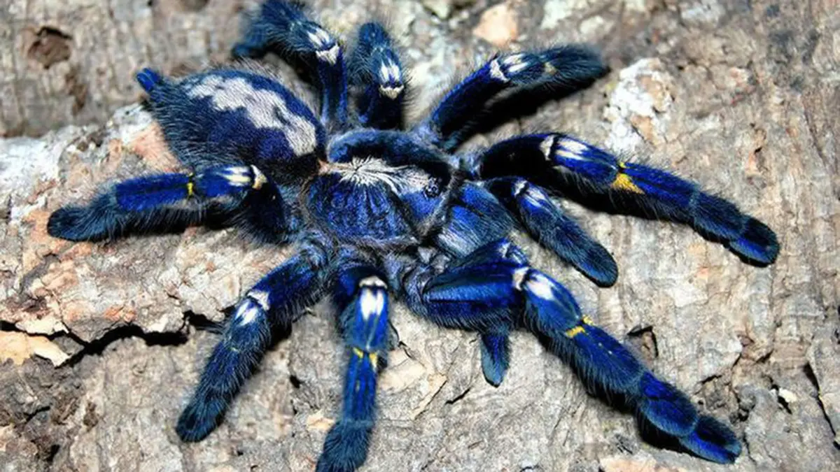 Peacock Tarantula - The Sapphire Spider of the Eastern Ghats