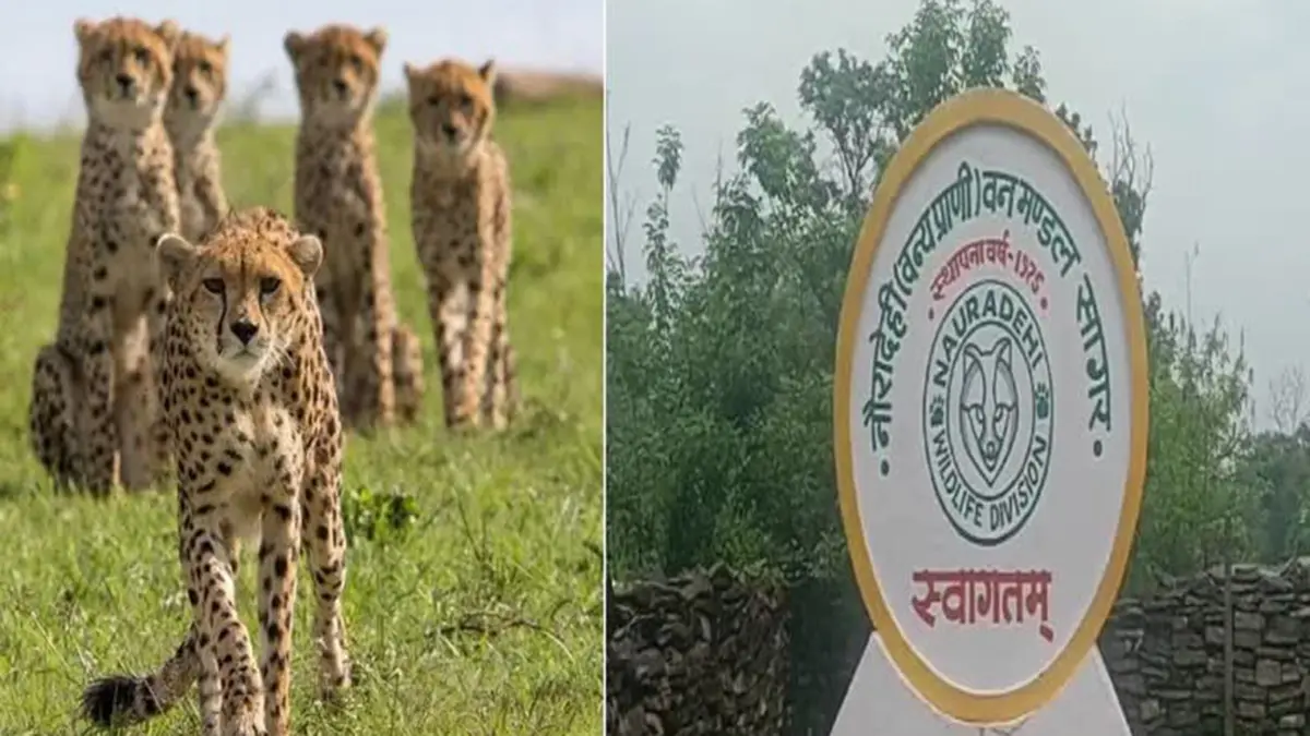 Nauradehi Wildlife Sanctuary