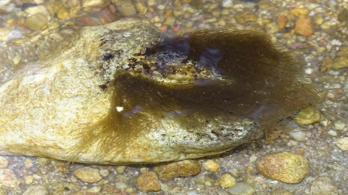 Sheathia meghalayensis: A New Freshwater Red Alga