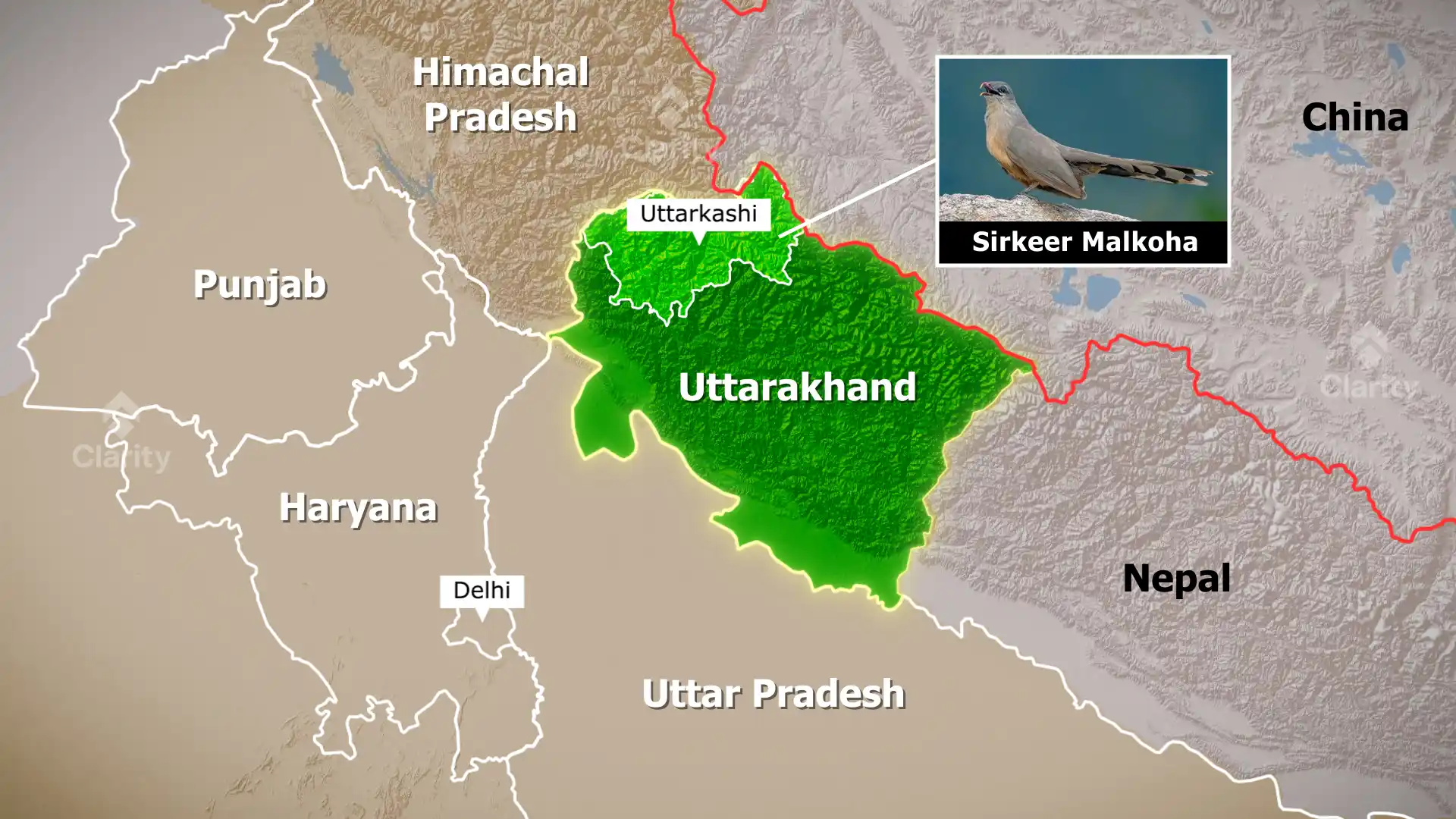 Sirkeer Malkoha sighting in Uttarkashi