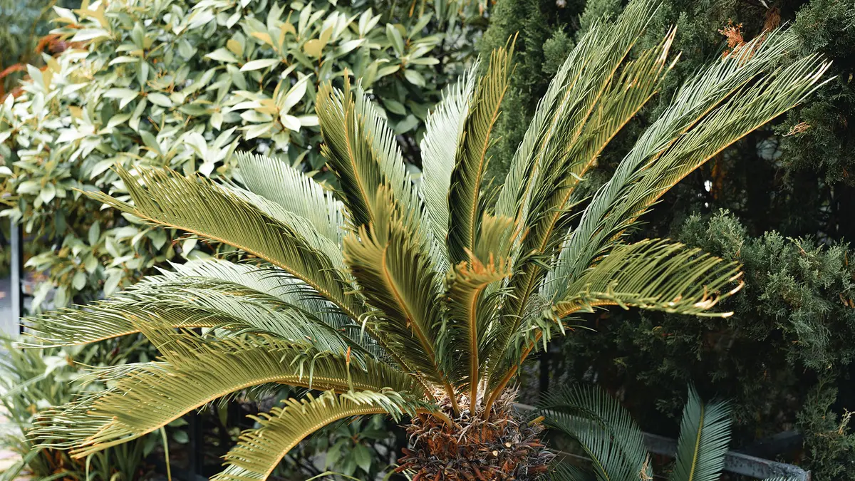 Cycad Plants – Ancient ornamentals under the scanner