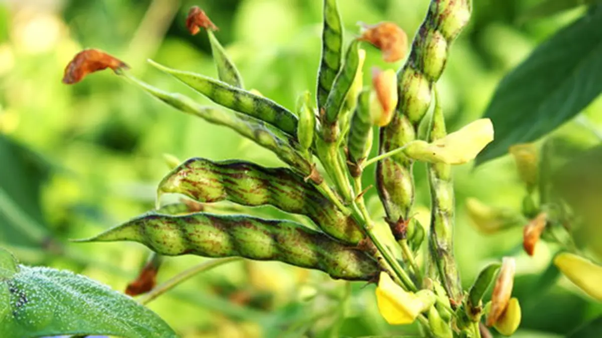 Pigeonpea Asha: India's First Gapless Reference Genome