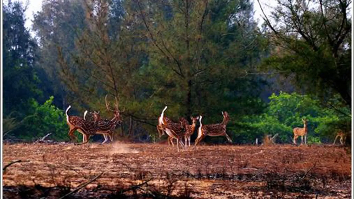Konark-Balukhand Wildlife Sanctuary