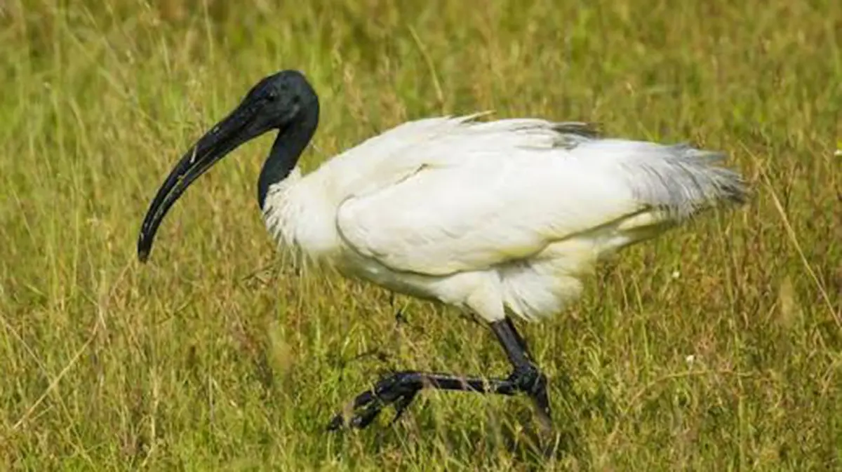 Black-headed Ibis: Feeding Flocks Return to Pallar Fields