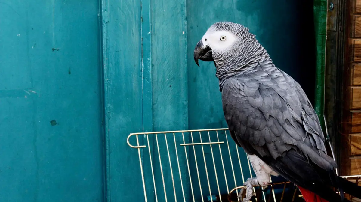 African Grey Parrot