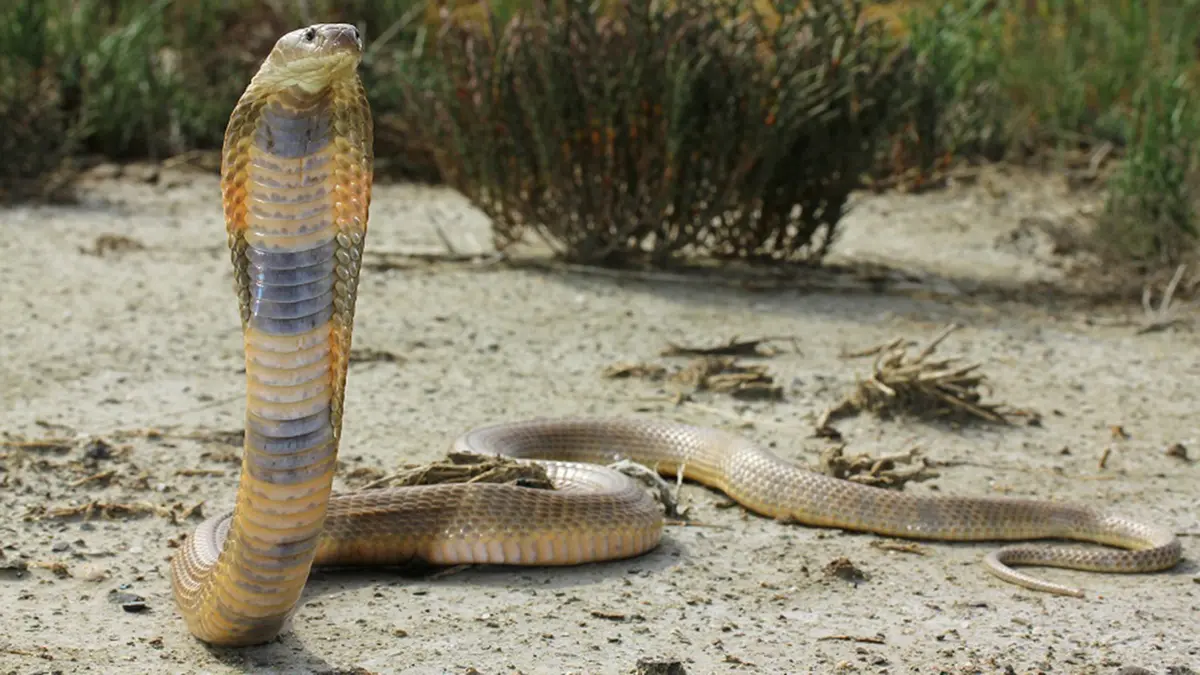 Caspian Cobra – Central Asia’s Most Venomous Cobra