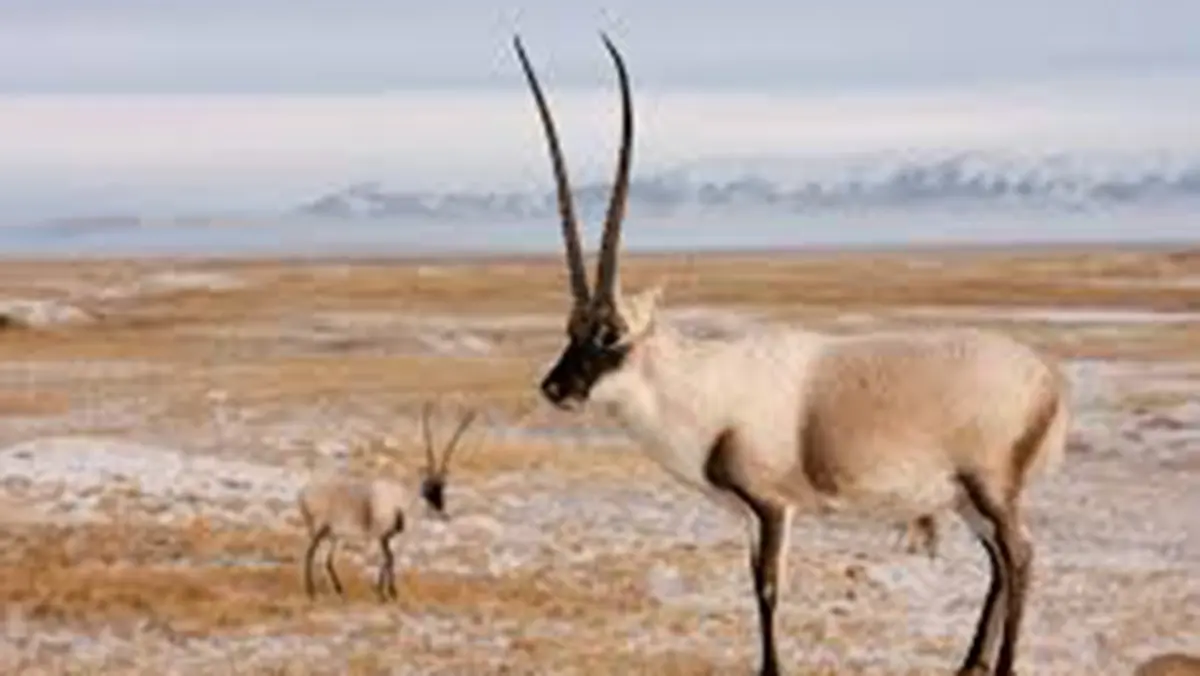 Tibetan Antelope and the Shahtoosh shawl case