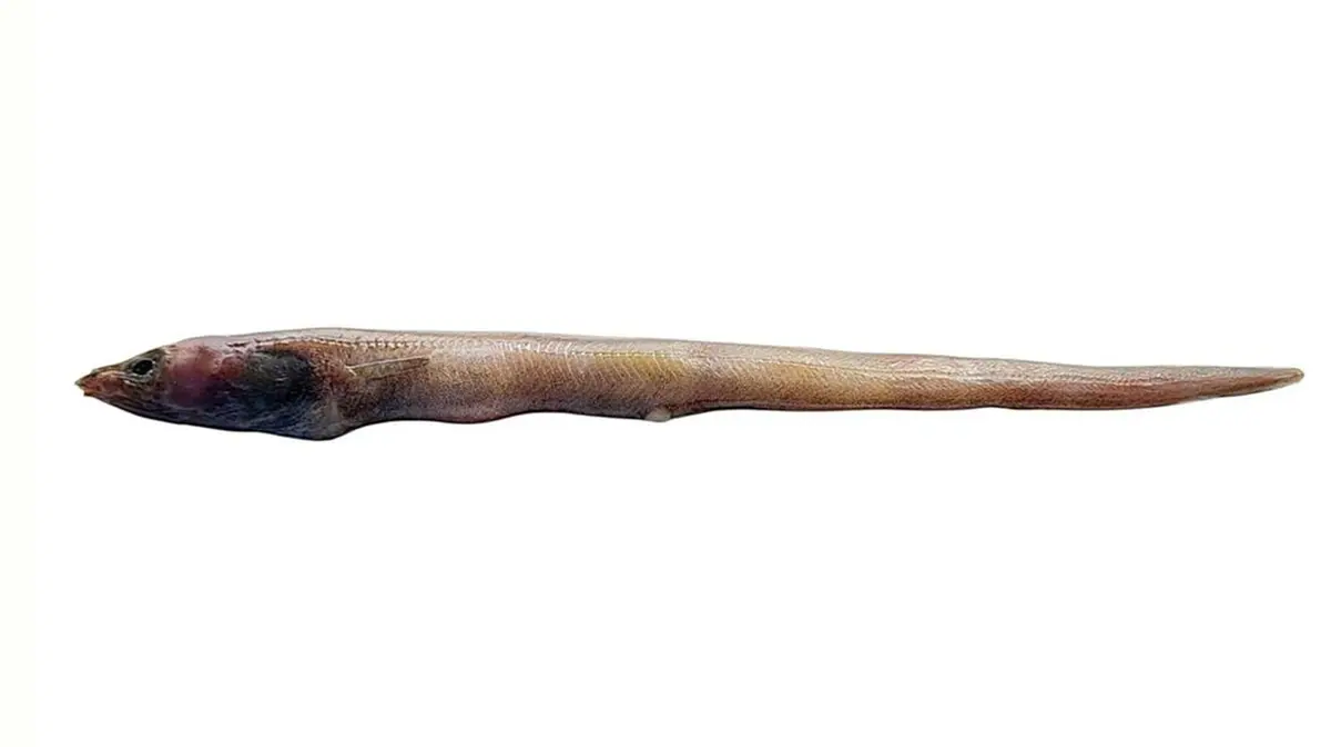 Ariosoma cmfriense: New Conger Eel from 300 m off Kollam