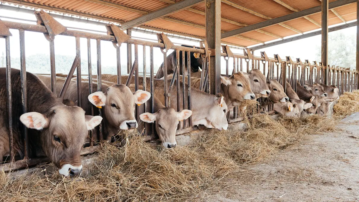 Animal Husbandry Infrastructure Development Fund (AHIDF)