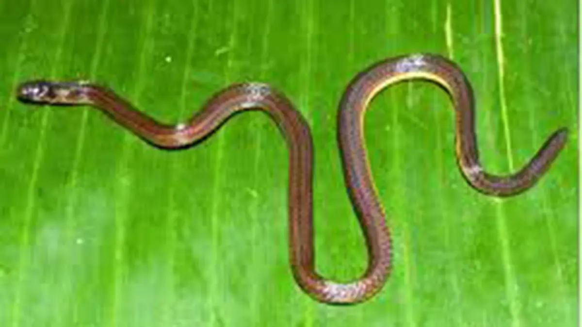 Calamaria garoensis – New Reed Snake from Meghalaya