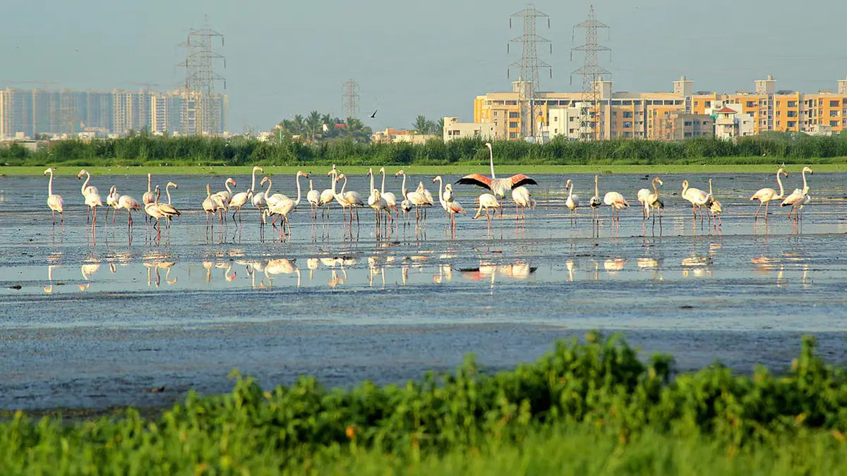 Pallikaranai Marsh