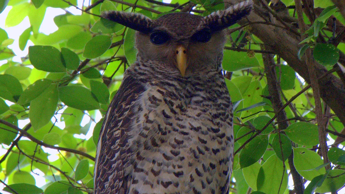 Spot‑Bellied Eagle‑Owl: Rare Sighting in Corbett National Park
