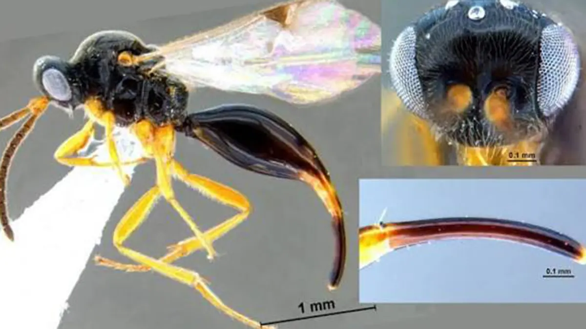 Oxyserphus narendrani: New Parasitoid Wasp from Dibru-Saikhowa