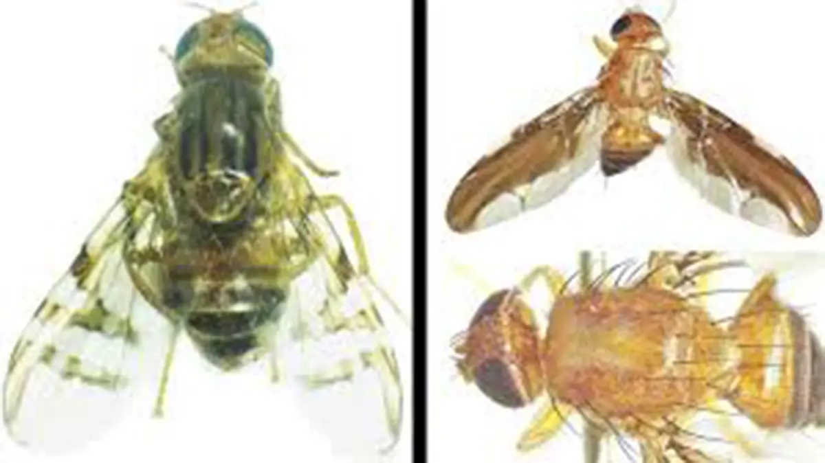 Discovery of two new fruit fly species in Himachal Pradesh