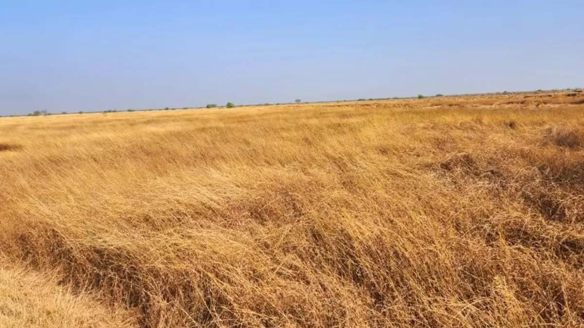 Banni Grassland – Ecology and Controversy Over Solar Projects