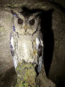 Indian Scops‑Owl