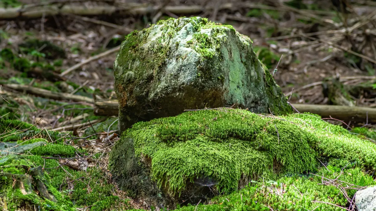 Moss Spores Survive Outside the ISS
