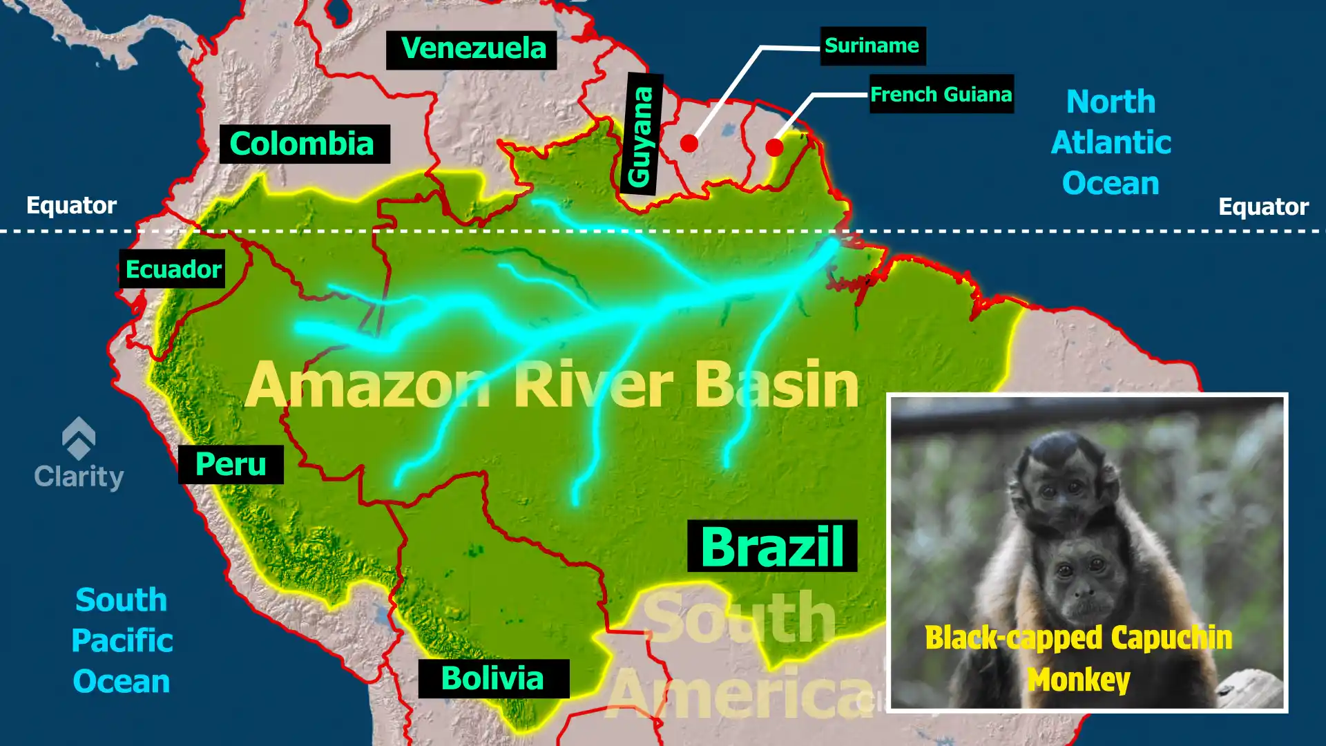 Black‑capped Capuchin Monkey – An Intelligent New World Primate