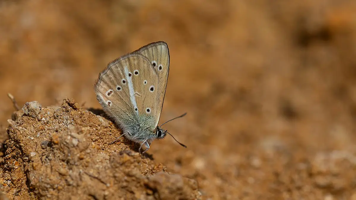 Erivan Anomalous Blue and the Biodiversity COP17 Logo