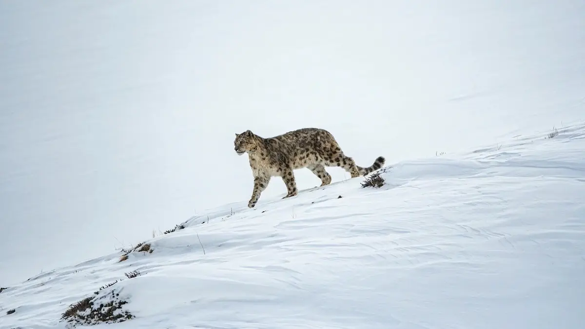 Snow Leopard Survey in Himachal Pradesh