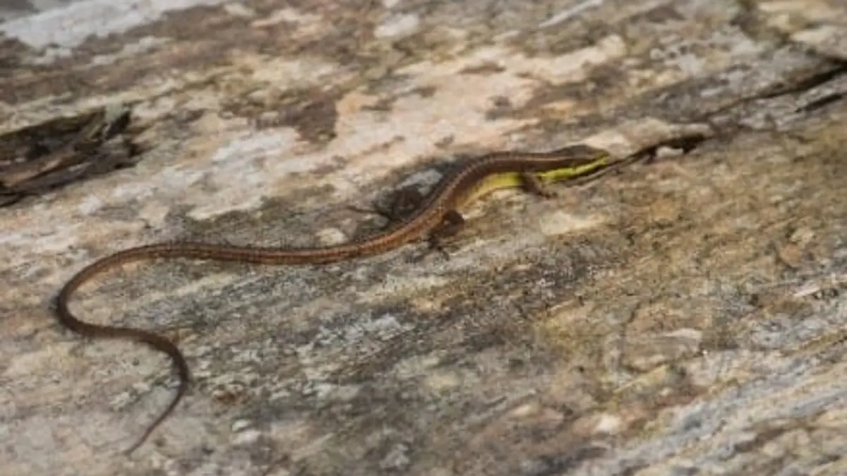 Takydromus ultapanensis – New Grass Lizard from Assam