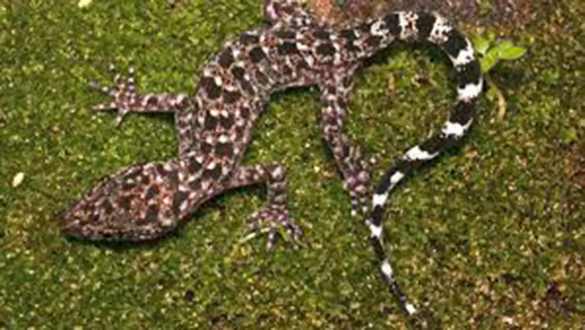 New Bent‑toed Gecko – Cyrtodactylus jayadityai