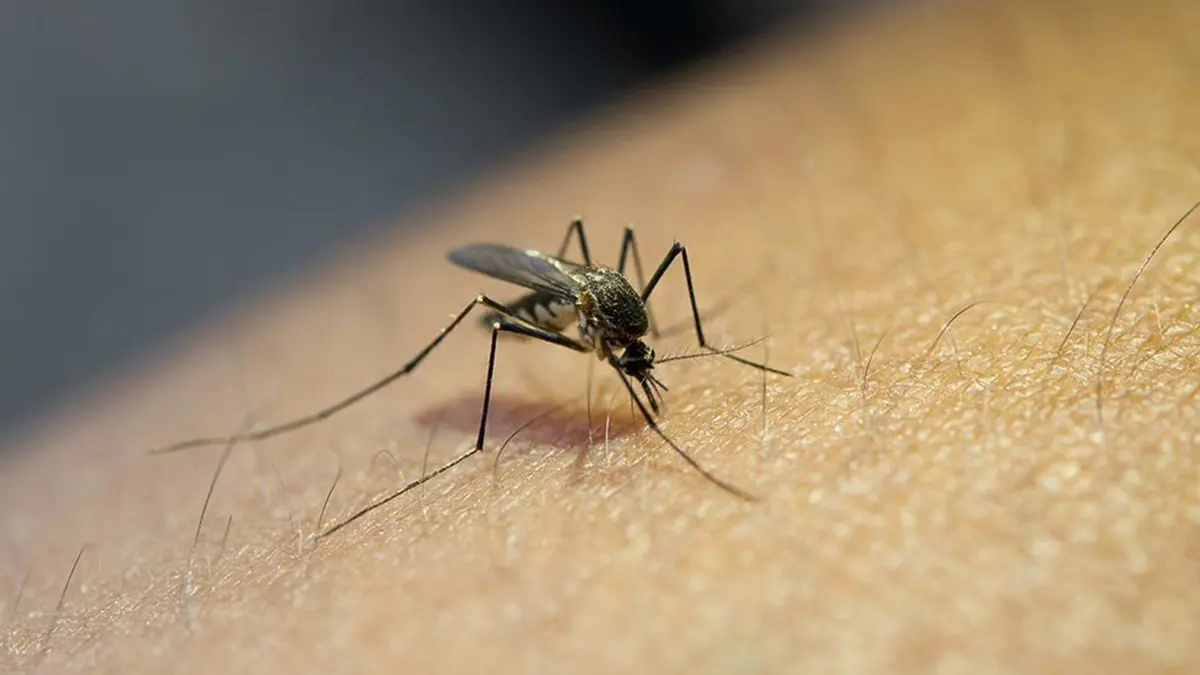 WHO Prequalifies First Malaria Treatment for Newborns and New Diagnostic Tests