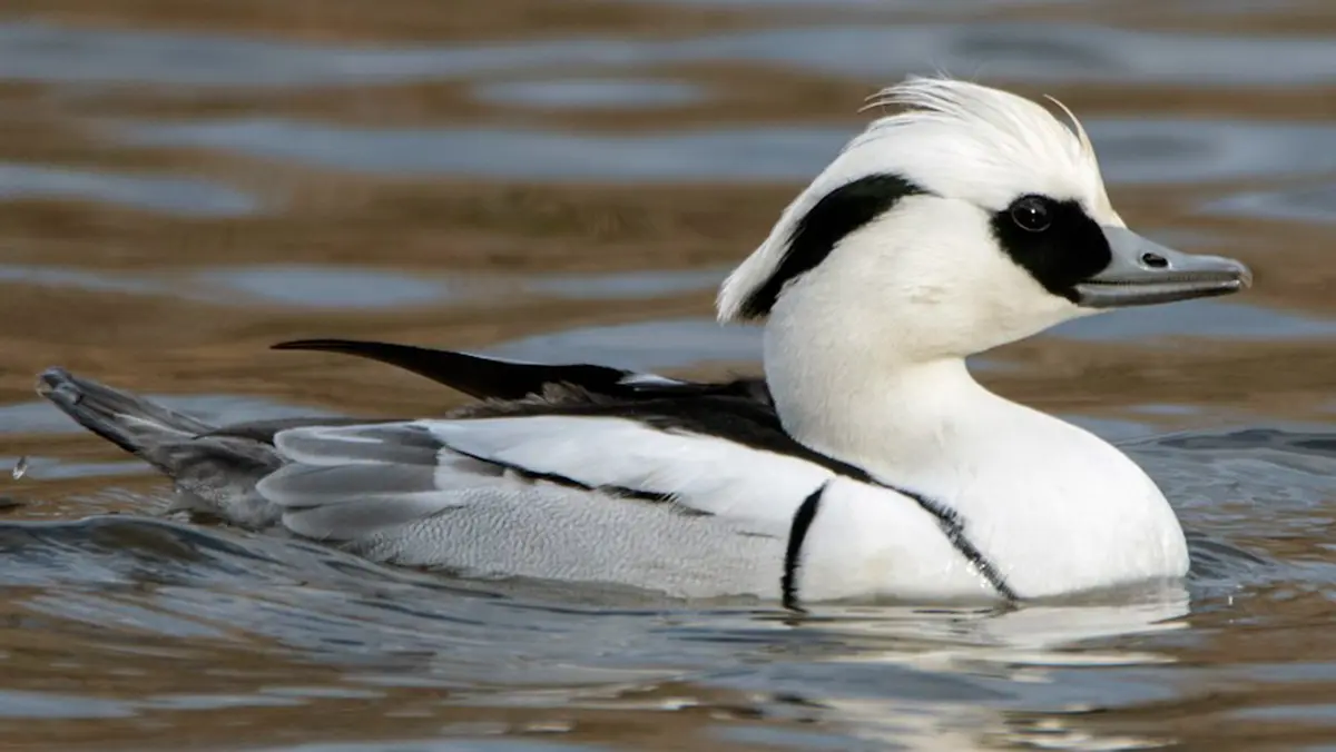 Smew – A Rare Diving Duck Spotted in Kaziranga