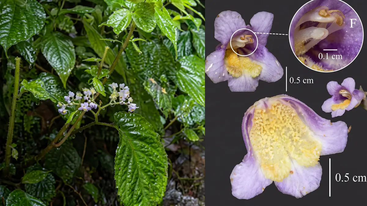 Stauranthera aureoglossa