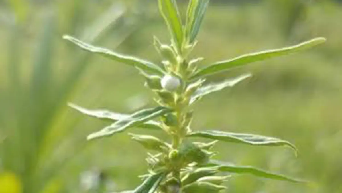 Leucas droupadiae: New Coastal Herb from Tamil Nadu