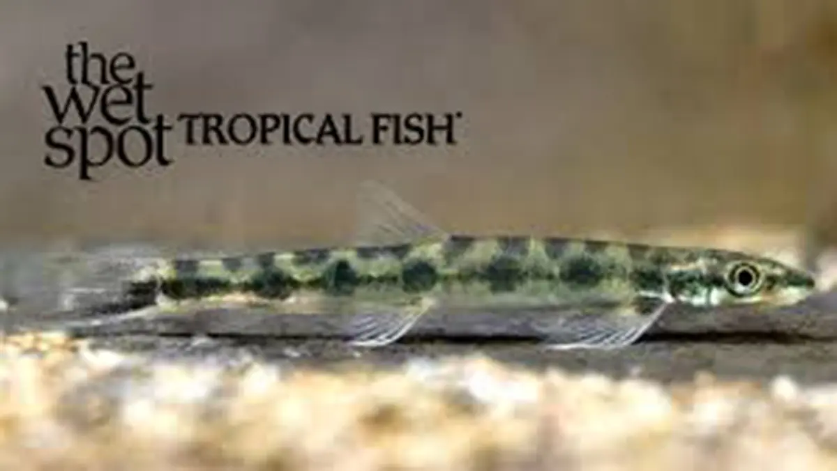 Shellear Fish: Tiny Climbers of the Congo