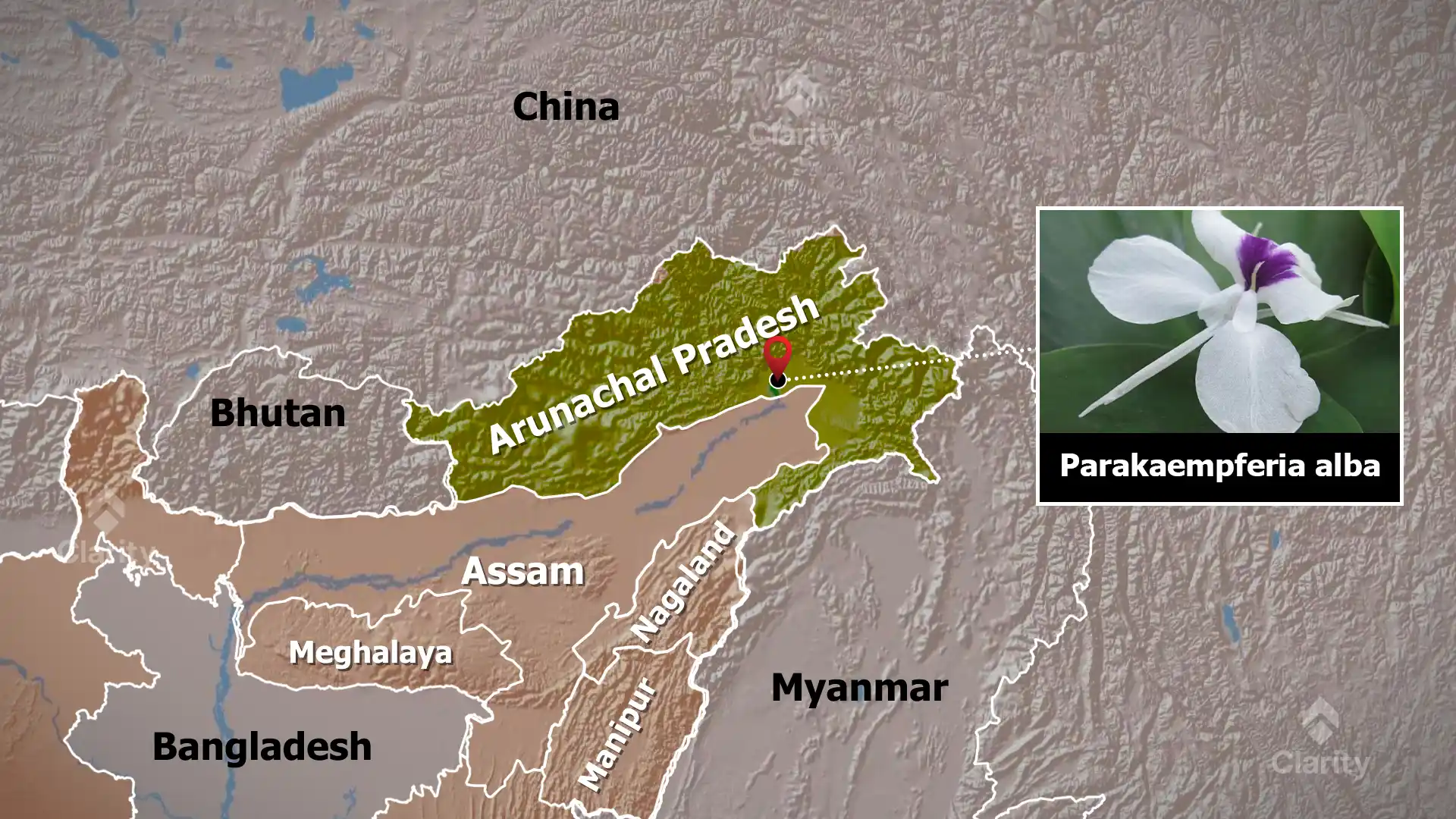 Parakaempferia&nbsp;alba – A New Ginger from Arunachal Pradesh