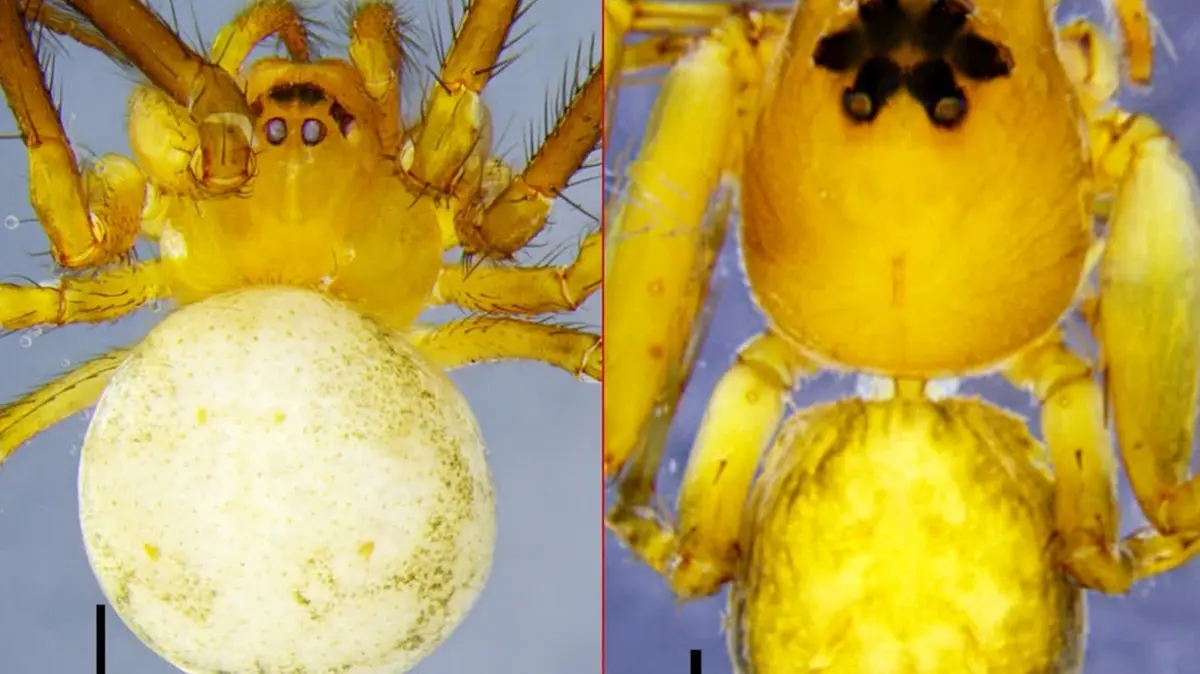 Two New Spider Species