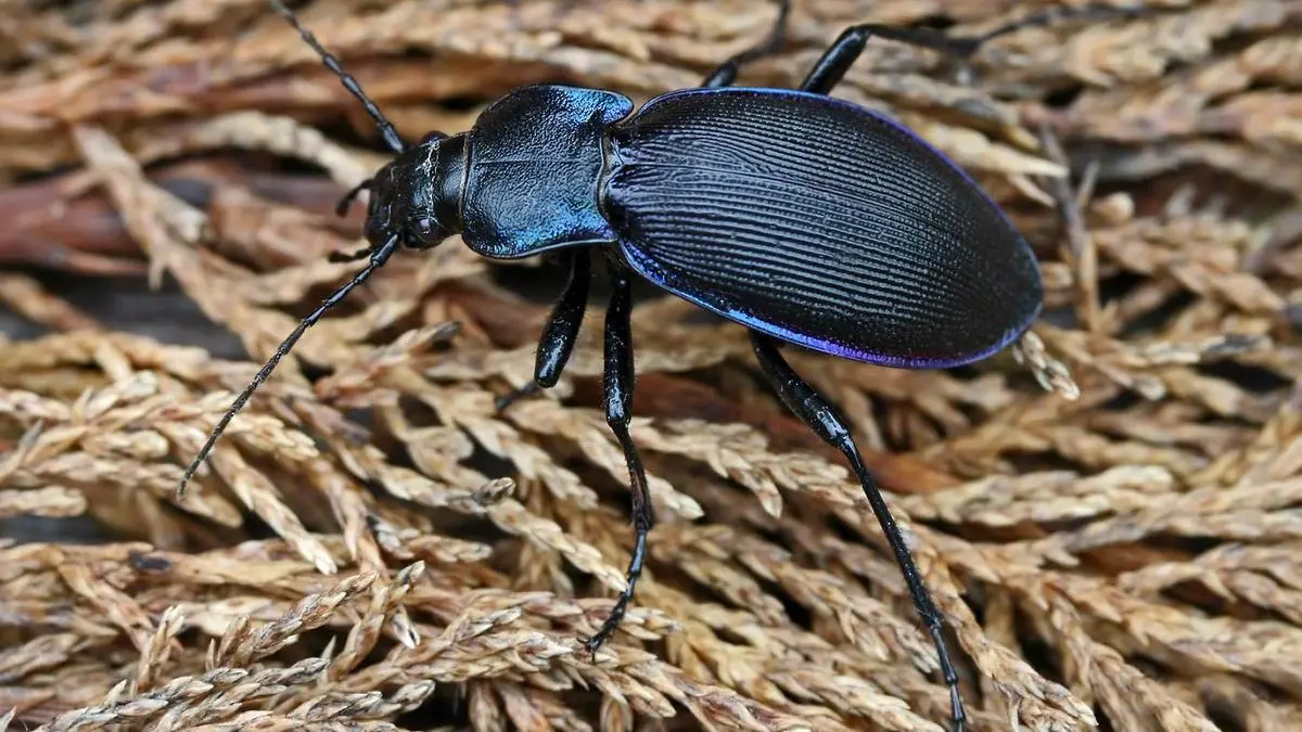 Carabid Beetle: Bioindicators of Soil Microplastics