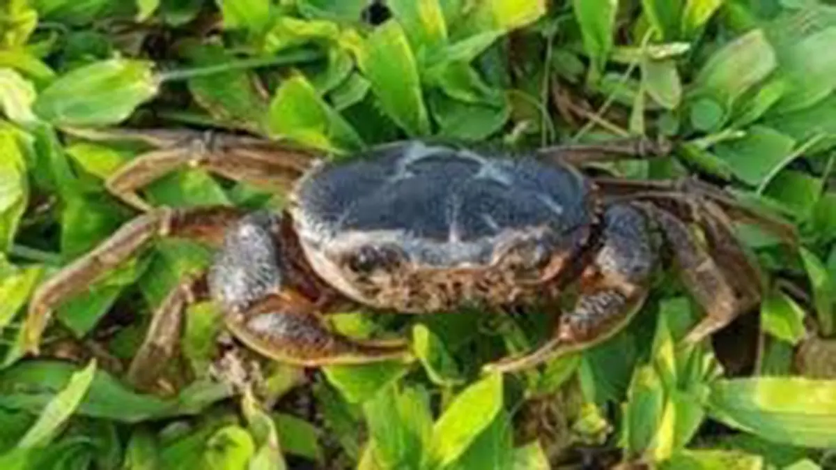 New Freshwater Crab Species in West Bengal