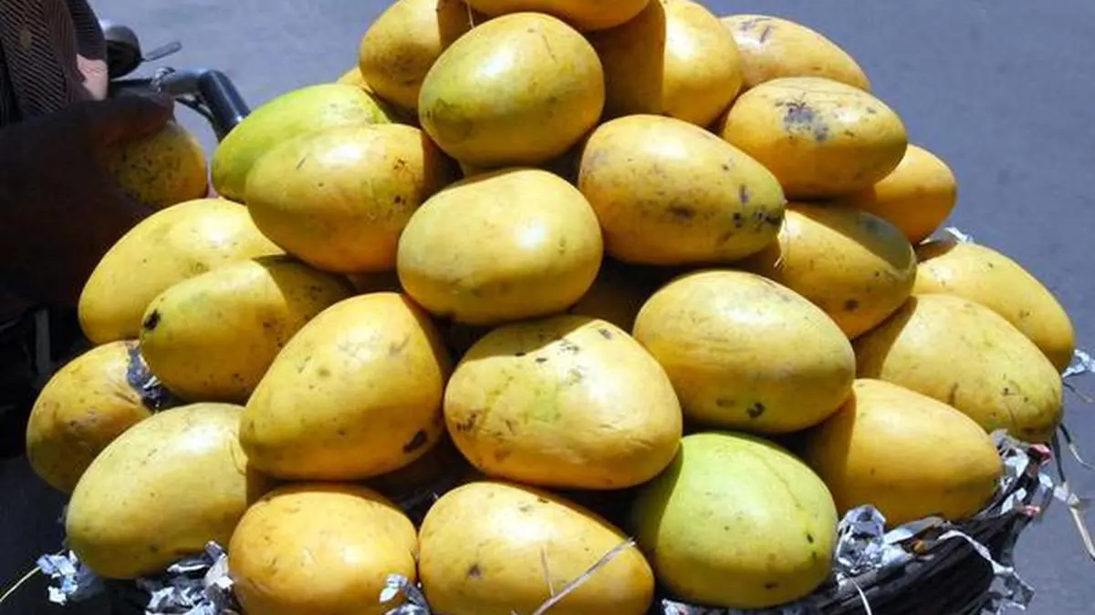 Banganapalle Mango Export to Singapore