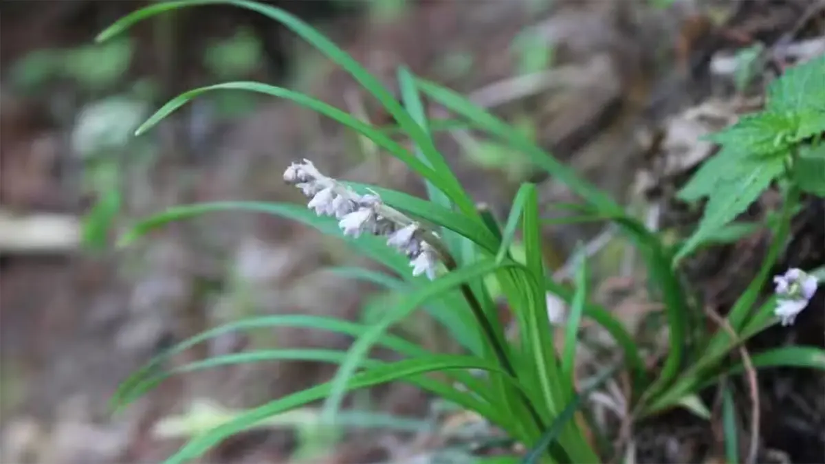 Ophiopogon japonicus: Mondo Grass Recorded in Arunachal