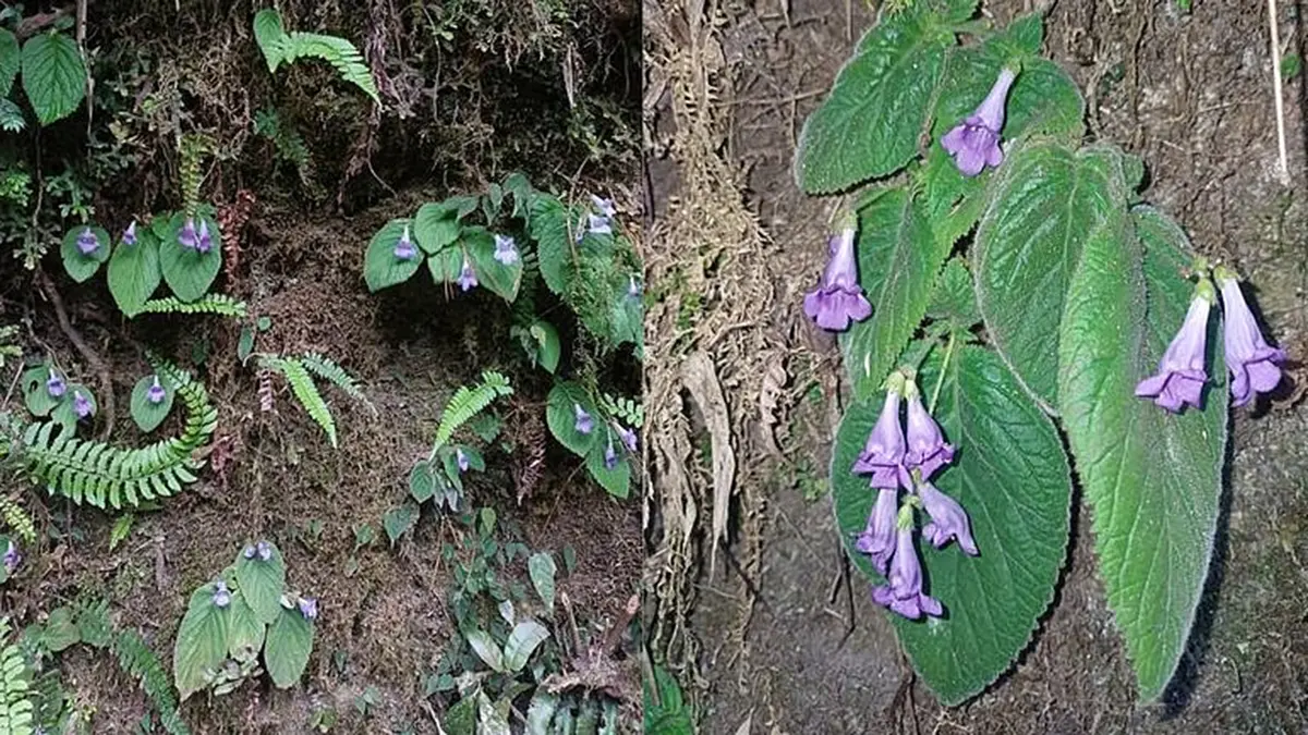 Didymocarpus nautiyalii: New Species From Arunachal's Shi-Yomi