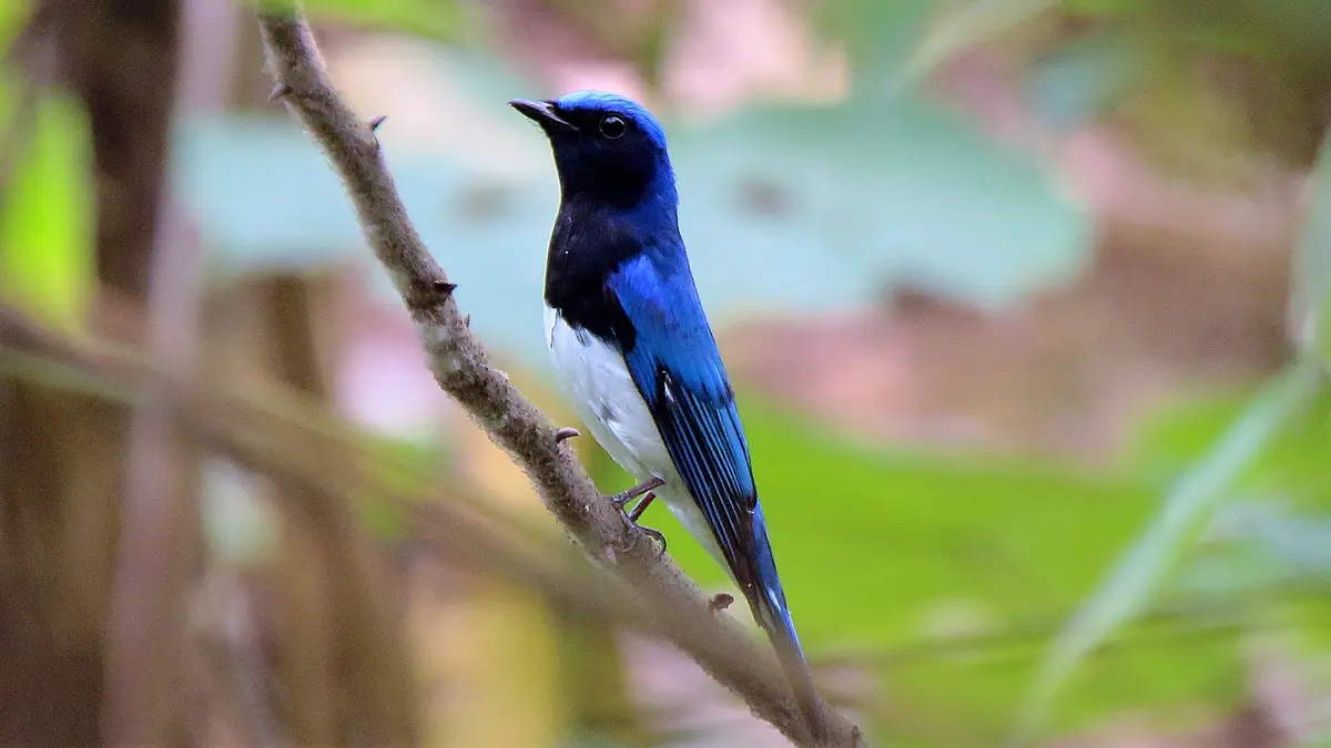 Blue‑and‑White Flycatcher Sighted in Gujarat