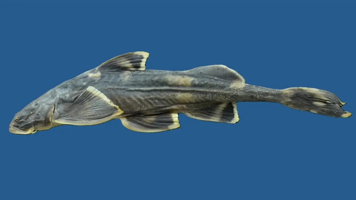 Pseudecheneis likimroensis: New Nagaland Hill-stream Catfish