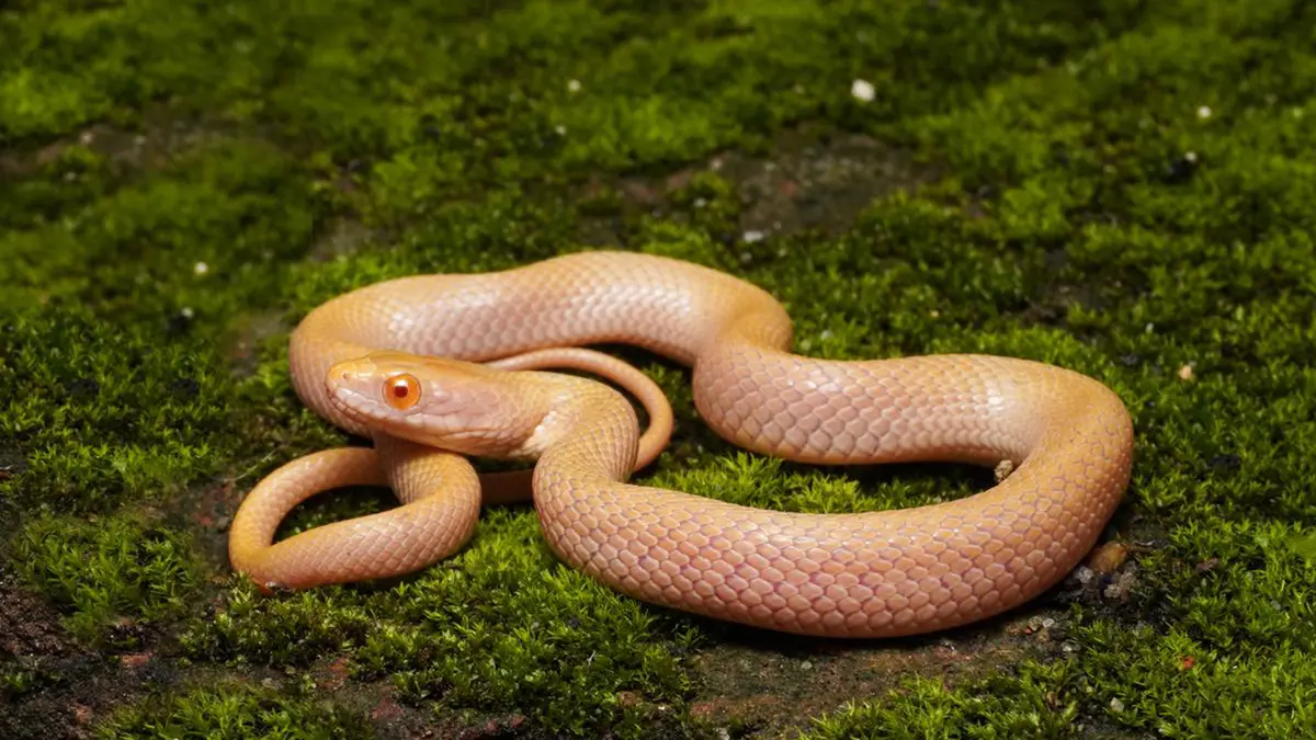 Albino Checkered Keelback Recorded in Assam