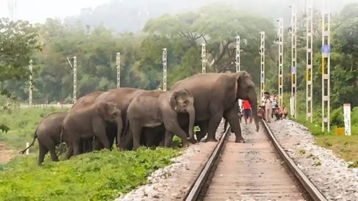 Optical fibre Intrusion Detection System for elephants