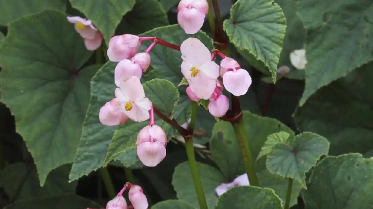 Begonia neelamorum: New Species Found in Arunachal Pradesh