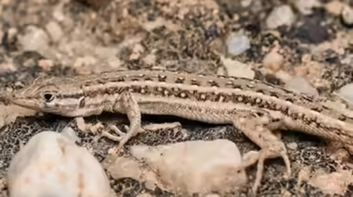 Mesalina bishnoi – New Lizard from the Thar Desert