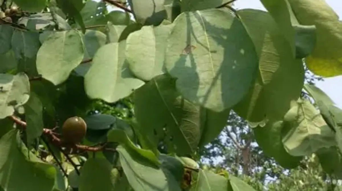 Kendu leaf – Rights and livelihoods of tribal communities