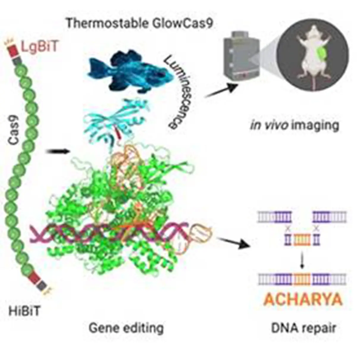GlowCas9 Protein – Lighting Up Gene Editing