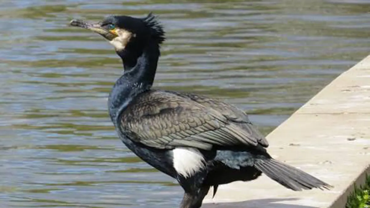 Great Cormorant: Leucistic Bird Spotted at Ameenpur Lake